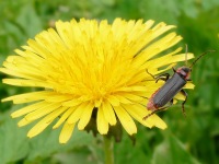 Cantharis fusca