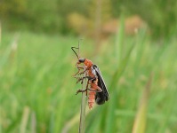Soldier Beetles (Cantharis livida)