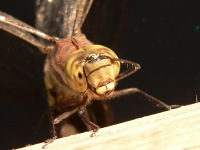 Southern Hawker (Aeshna cyanea)