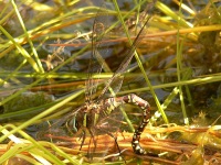 Southern Hawker (Aeshna cyanea)