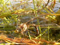 Southern Hawker (Aeshna cyanea)