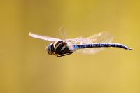 Southern Hawker (Aeshna cyanea)