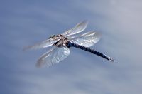 Southern Hawker (Aeshna cyanea)