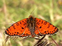 Spotted Fritillary (Melitaea didyma)
