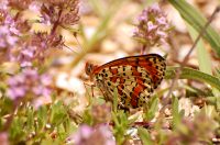 Spotted Fritillary (Melitaea didyma)