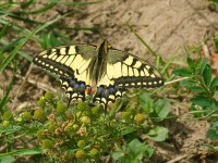 Swallowtail (Papilio machaon)