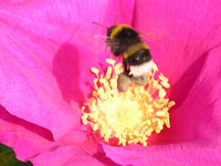 White-tailed Bumblebee (Bombus lucorum)