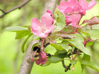 White-tailed Bumblebee (Bombus lucorum)
