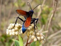 Tarantula hawk (Pepsis formosa)