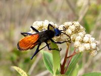Tarantula hawk (Pepsis formosa)