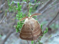 Common Lackey (Malacosoma neustria)