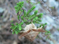 Common Lackey (Malacosoma neustria)