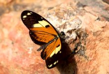 Ismenius tiger (Heliconius ismenius)