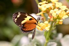 Ismenius tiger (Heliconius ismenius)
