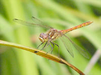Vagrant Darter (Sympetrum vulgatum)