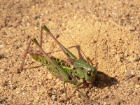 Wart-biter Bush Cricket (Decticus verrucivorus)