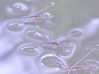 Water Strider, Pond Skater (Gerris lacustris)