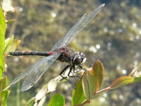 The White-faced darter (Leucorrhinia dubia)