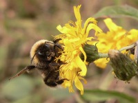 White-tailed Bumblebee (Bombus lucorum)