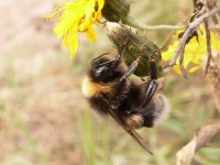 White-tailed Bumblebee (Bombus lucorum)