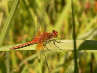 Yellow-winged darter (Sympetrum flaveolum)