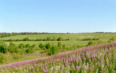 Sattva of Summer
