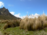 Andes
