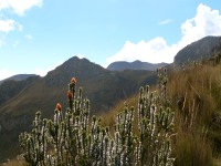 Andes