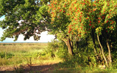 Sattva of Summer