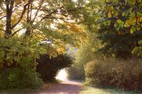 Golden Autumn