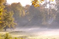 Golden Autumn