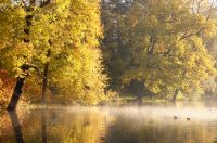 Golden Autumn