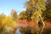 Golden Autumn