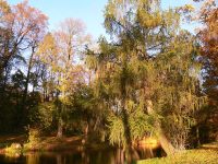 Autumn (Fall)