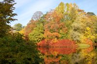 Golden Autumn
