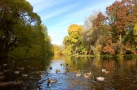 Golden Autumn