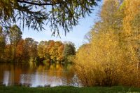 Golden Autumn