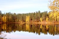 Golden Autumn