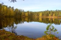 Golden Autumn