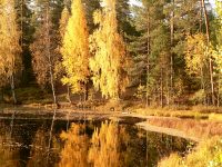 Golden Autumn