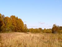 Golden Autumn