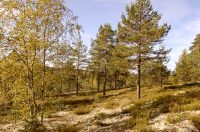 Autumn Forest