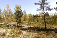 Autumn Forest
