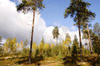 Autumn Forest