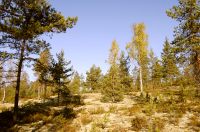 Autumn Forest