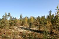 Autumn Forest