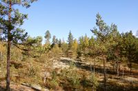 Autumn Forest