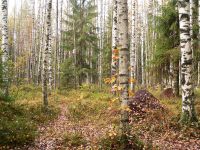Autumn (Fall)
