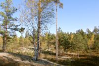 Autumn Forest
