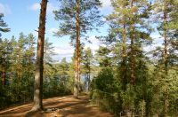 Autumn Forest